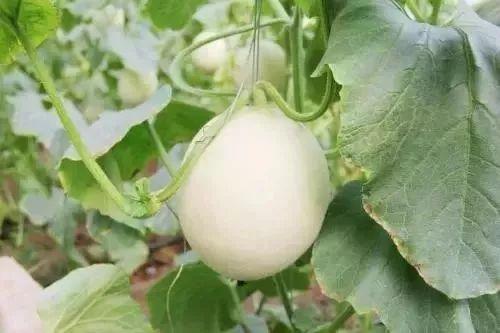 阳春网红吃瓜事件,揭秘网络舆论背后的真相与争议 第3张 阳春网红吃瓜事件,揭秘网络舆论背后的真相与争议 第3张