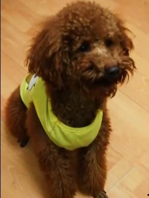 爆料泰迪是谁说的话啊视频,揭秘“爆料泰迪是谁”视频背后的真相与争议  第2张